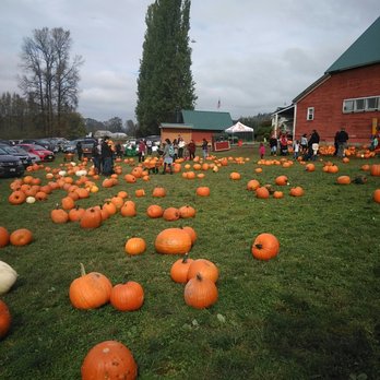 Bob's Corn & Pumpkin Farm - Pumpkin Patches Near Me - Snohomish, Washington Bob's Corn & Pumpkin Farm - Pumpkin Patches Near Me - Snohomish, Washington