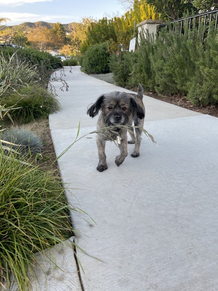 COLLAR & LEASH PALISADES Updated August 2024 16 Photos & 36 Reviews 518 Palisades Dr