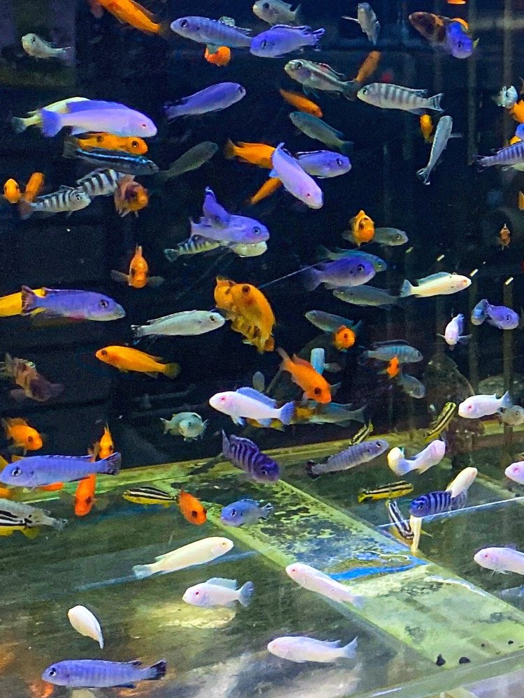 CORAL REEF AQUARIUMS 18 Photos & 13 Reviews 8416A N Armenia Ave