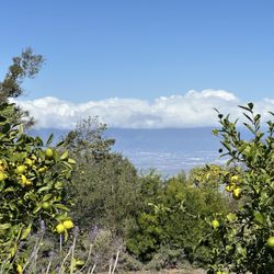 Maui Tea Farm