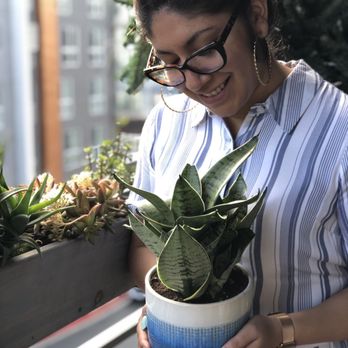Rainbow - Plant and pot both from rainbow. Sansevieria - Nurseries & Gardening Near Me - Rosemead, California