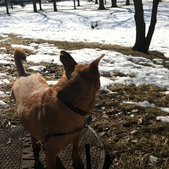 Neighborhood Paws - Dog Walkers Near Me