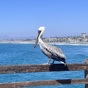Oceanside Pier - Pelican enjoy the day - Venues & Event Spaces Near Me - Oceanside, California