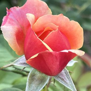 Community Rose Garden - Parks Near Me - Elk Grove, California Community Rose Garden - Parks Near Me - Elk Grove, California