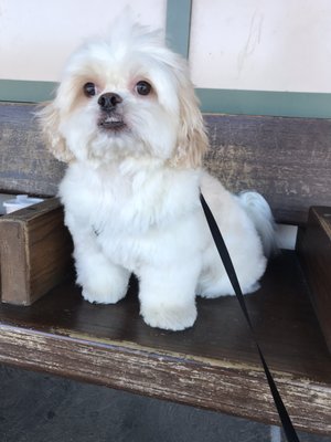 pampered paws brooklyn