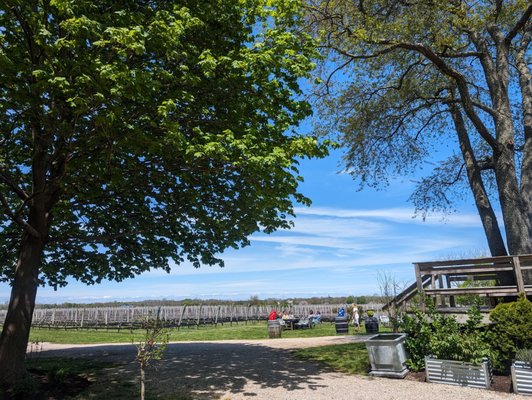 Mattebella Vineyards by null