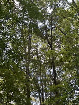 Audra State Park by null