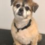 Photo of Delmar Dog Butler