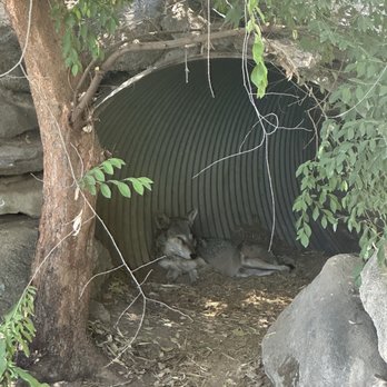 Fresno Chaffee Zoo - Wolf - Zoos Near Me - Fresno, California Fresno Chaffee Zoo - Wolf - Zoos Near Me - Fresno, California