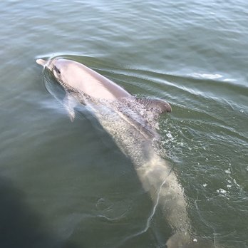 Dolphin Research Center - Tours Near Me - Marathon, Florida Dolphin Research Center - Tours Near Me - Marathon, Florida