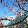 Big Orange Tree Services