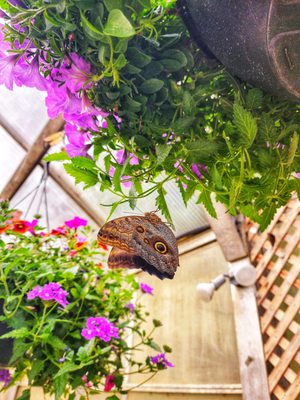 The Original Mackinac Island Butterfly House & Insect World by null