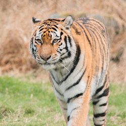 Greater Vancouver Zoo - Hana the Siberian Tiger