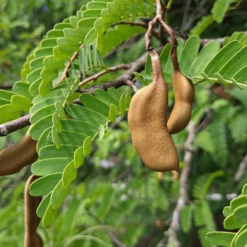 Fruit & Spice Park - Green tamarind - Parks Near Me - Homestead, Florida
