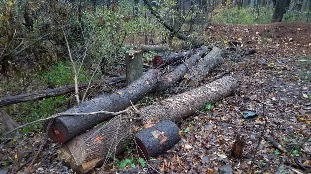 CANOPY WALKERS TREE SERVICE Updated May 2024 19 Photos Victor