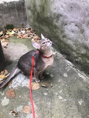 99 dalmatians staten island