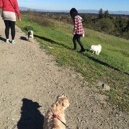 Koko wants to lead the way! Koko wants to lead the way!