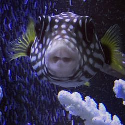 fish stores around me