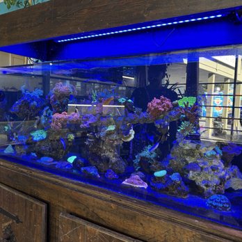 High Tide Aquatics - Large Tank - Local Fish Stores Near Me - Oakland, California High Tide Aquatics - Large Tank - Local Fish Stores Near Me - Oakland, California