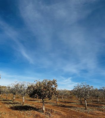 McGinn's PistachioLand by null