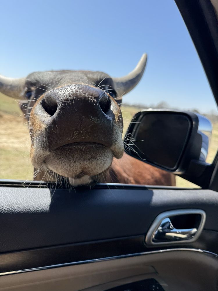 Safari Wild Animal Park Logo