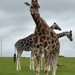 Fota Wildlife Park - Giraffe