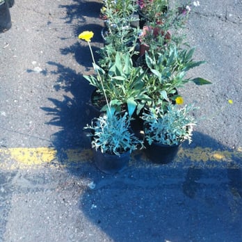 Phoenix Park 'n Swap - Weeds sold here - Flea Markets Near Me - Phoenix, Arizona