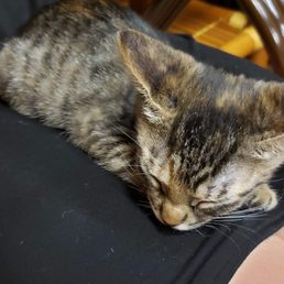 Kitty heaven