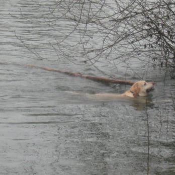 Clackamette Park - A retriever is fetching a twig or a branch for its owner on a cold winter day.  That's loyalty!  Your cat will never do that. - Parks Near Me - Oregon City, Oregon