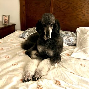 Happy Tails N' Paws - Look at that great grooming! - Pet Groomers Near Me - Cypress, Texas Happy Tails N' Paws - Look at that great grooming! - Pet Groomers Near Me - Cypress, Texas