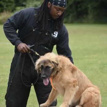Timeless K9 Boarding And Training - Pet Training Near Me - Tacoma, Washington