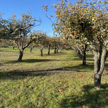 Apple-A-Day Ratzlaff Ranch - Apple orchard - Fruits & Veggies Near Me - Sebastopol, California