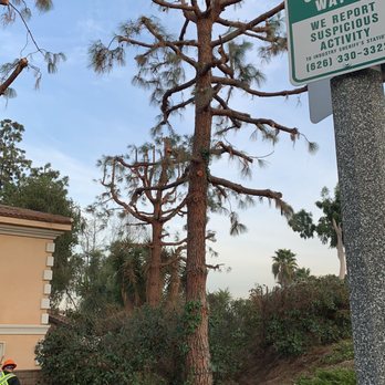 Joe's Tree Care - Tree Services Near Me Joe's Tree Care - Tree Services Near Me