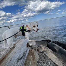 PAWS New England
