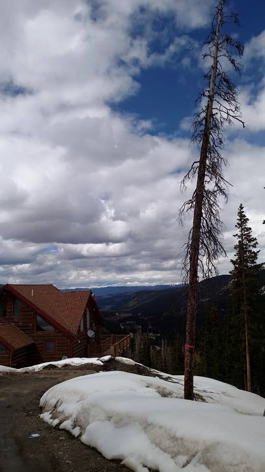 Alpine Arbor - tree service in Denver, CO