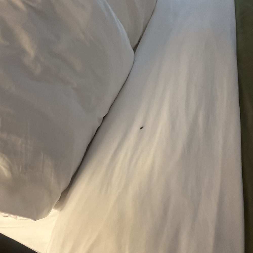 Quality Inn & Suites - Actual roach on my bed manager said "I could have brought them with me!" - Hotels Near Me - Paragould, Arkansas Quality Inn & Suites - Actual roach on my bed manager said "I could have brought them with me!" - Hotels Near Me - Paragould, Arkansas