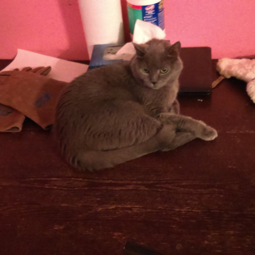 Country Critters - Chilling at country critters - Pet Sitting Near Me - Millersville, Maryland