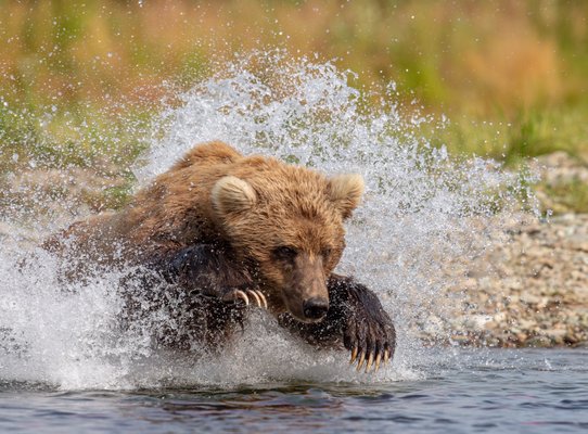 Expeditions Alaska by null