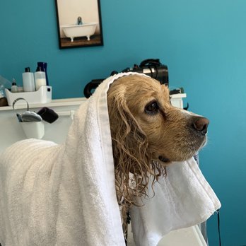 Rub-A-Dub-Dog Self Dog Wash - Chai loved this place - Pet Groomers Near Me - Gresham, Oregon Rub-A-Dub-Dog Self Dog Wash - Chai loved this place - Pet Groomers Near Me - Gresham, Oregon