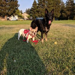 Very dog friendly park.
