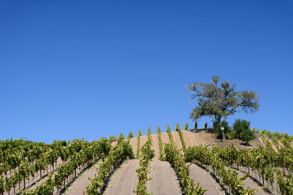 Kistler Vineyards-Trenton Roadhouse Tastings by Appointment by null