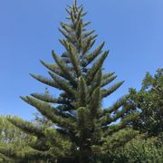 Photo of Escondido Canyon Park - Malibu, CA, United States. My favorite tree is on the way up!