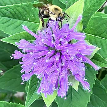 Devonshire Aquatic Center - Two spotted bumblebee  July 2024 - Swimming Pools Near Me - Skokie, Illinois