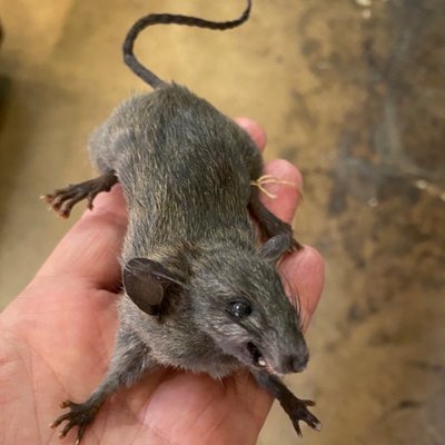 Dolly Python - Mouse at Dolly Python - Dallas, TX Dolly Python - Mouse at Dolly Python - Dallas, TX