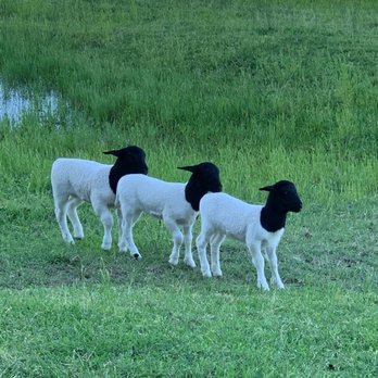Twinstone Ranch - Farm Animals - Dorper Sheep - Recreation Centers Near Me - Burleson, Texas Twinstone Ranch - Farm Animals - Dorper Sheep - Recreation Centers Near Me - Burleson, Texas
