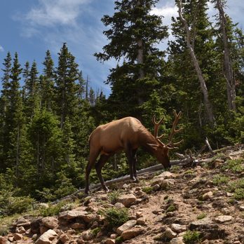 WildSide 4x4 Tours - Elk - Tours Near Me