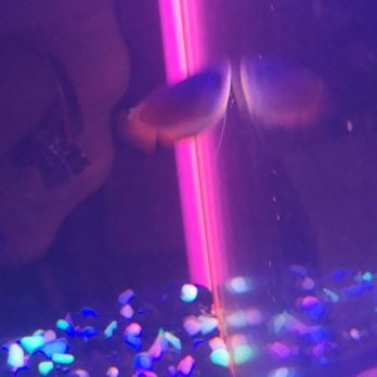 Finatics Aquarium - Flame Gourami, rare - Aquarium Services Near Me - Mississauga, Ontario Finatics Aquarium - Flame Gourami, rare - Aquarium Services Near Me - Mississauga, Ontario