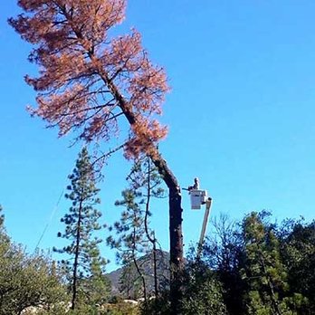 Cherry Tree Service - Tree removal - Tree Services Near Me Cherry Tree Service - Tree removal - Tree Services Near Me