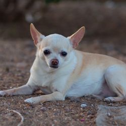 BETTY'S ANIMAL SITTING SERVICE - "Tinkerbell"
