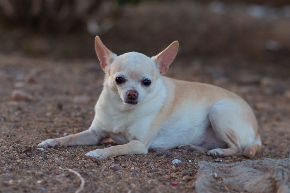 BETTY’S ANIMAL SITTING SERVICE Updated September 2024 637 N Calvert